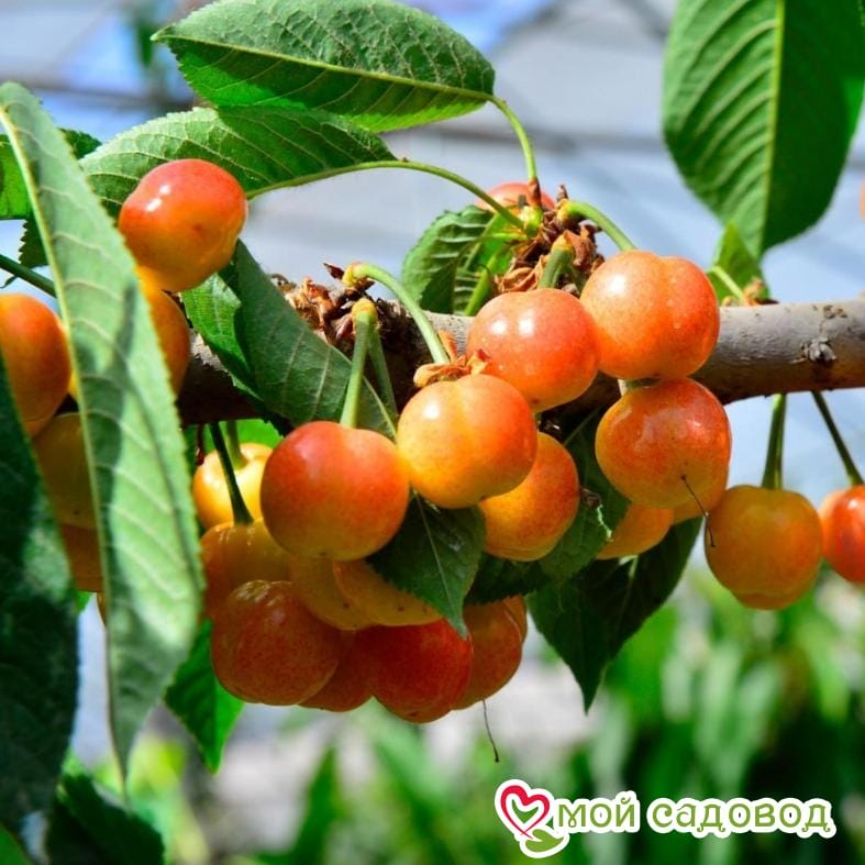 Черешня Генеральская