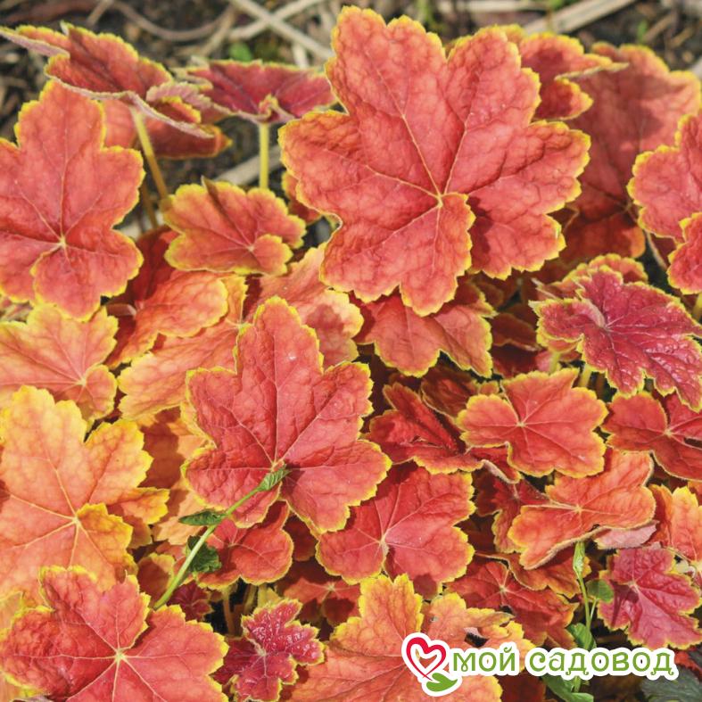 Гейхера Тирамису