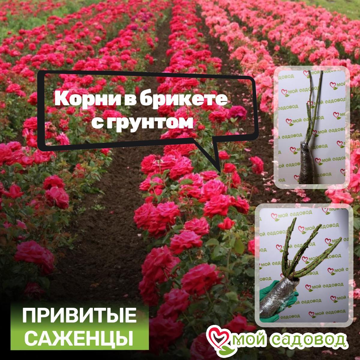 Роза плетистая Гранд Виста