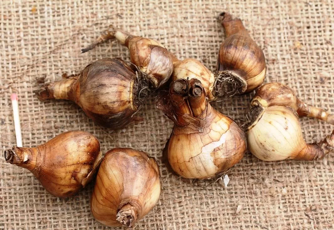 Нарцисс Кайман